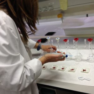Imagen del trabajo con azafrán en el laboratorio.