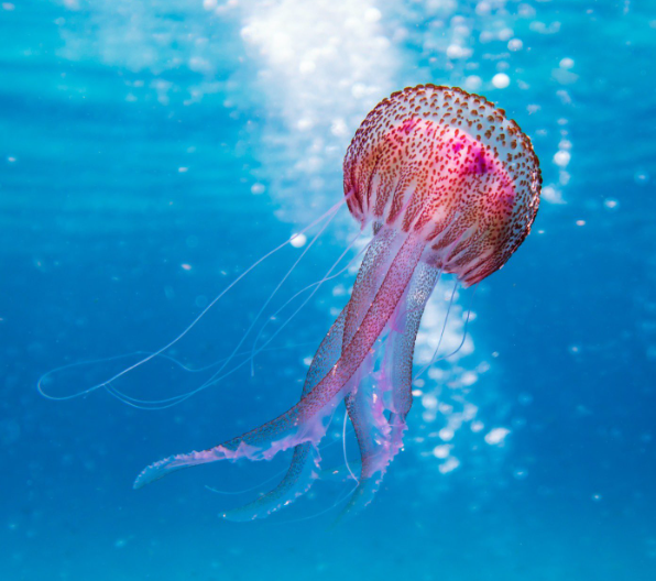 consejos medusa